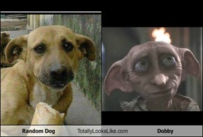 Random Dog Totally Looks Like Dobby