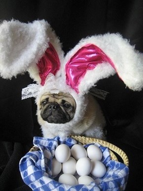 Easter Pug