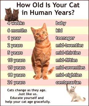 How Old Is Your Cat in Human Years