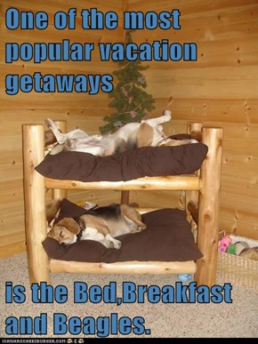 One of the most popular vacation getaways  is the Bed,Breakfast and Beagles.