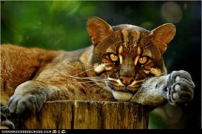 African Golden Cat