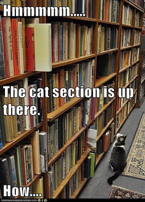 Hmmmmm..... The cat section is up there. How....