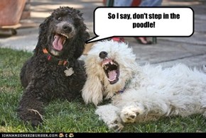 So I say, don't step in the poodle!
