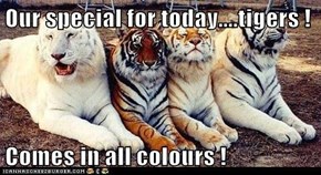 Our special for today....tigers !  Comes in all colours !