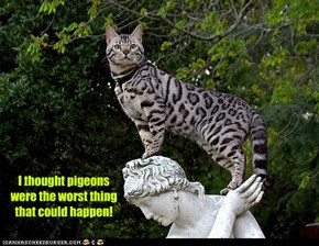 I thought pigeons were the worst thing that could happen!