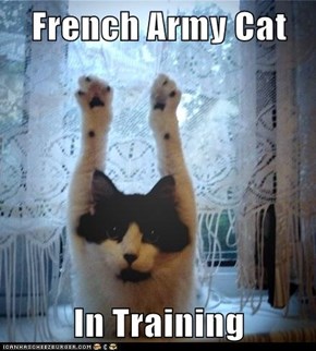 French Army Cat  In Training