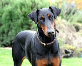 Goggie ob teh Week: Dobermans Win!