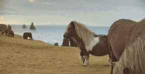 This Horse is a Better Dancer Than You