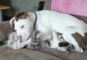 Kittehs R Owr Friends: "Personal Space"? Wassat? 
