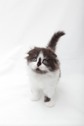 Cyoot Kitteh of teh Day: Is It Me You're Looking For?