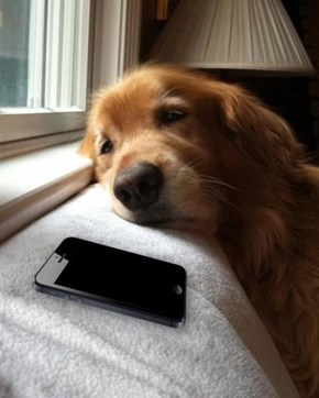 Nobody Texts Dog