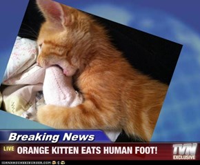 Breaking News - ORANGE KITTEN EATS HUMAN FOOT!