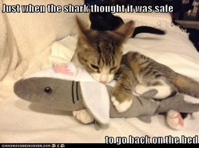 Just when the shark thought it was safe  to go back on the bed