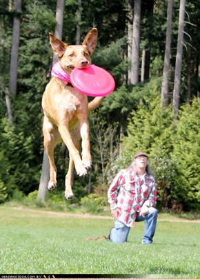 Dramatic Dog Catches Disc 