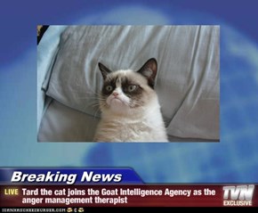 Breaking News - Tard the cat joins the Goat Intelligence Agency as the anger management therapist
