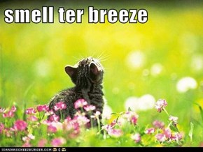 smell ter breeze