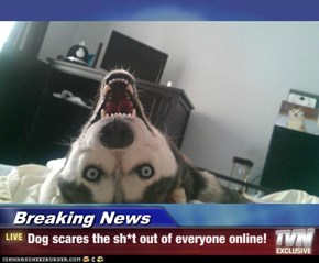 Breaking News - Dog scares the sh*t out of everyone online!