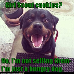 Girl Scout cookies?  No, I'm not selling them-I'm just a hungry dog.