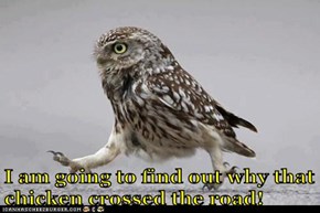 Determined Owl is Determined