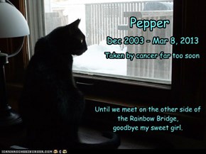 Rest in peace, my sweet Pepper