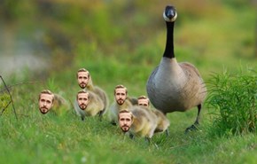 A Mother and Her Gosling