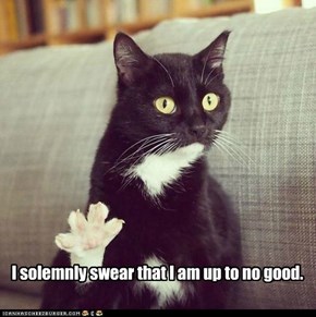 Marauder's Meow