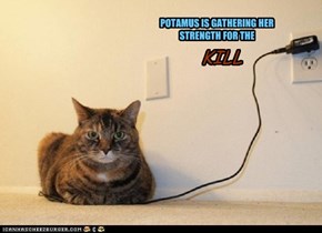 POTAMUS IS GATHERING HER STRENGTH FOR THE