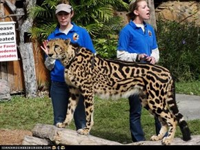 King Cheetah