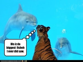 Dis iz da biggest  fisheh I ever did saw.