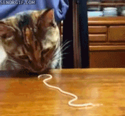Spaghetti Eating Cat