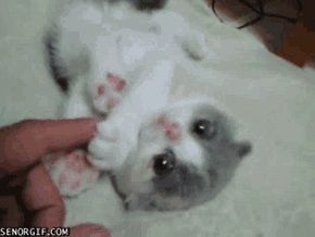 What a Silly Lil' Kitty