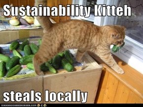 Sustainability Kitteh