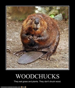 WOODCHUCKS