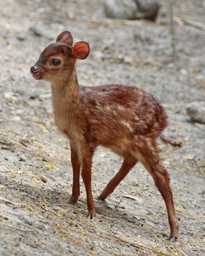 A Little Deer