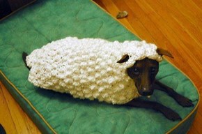 Sheep Dog