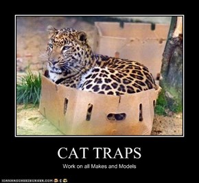 CAT TRAPS