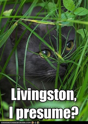 Where U Been, Livingston?