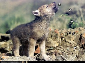 His Howl Could Use Some Work!
