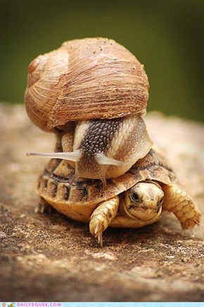 Slow Pokes