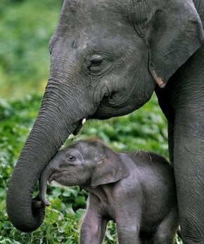 A Baby Elephant and His Mom
