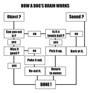 Dogs Are Simple Minded