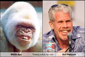 White Ape Totally Looks Like Ron Perlman