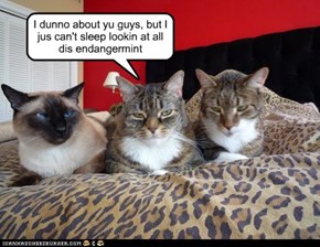 I dunno about yu guys, but I jus can't sleep lookin at all dis endangermint