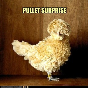 PULLET SURPRISE