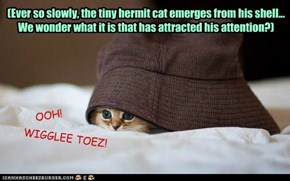 (Ever so slowly, the tiny hermit cat emerges from his shell...   We wonder what it is that has attracted his attention?)