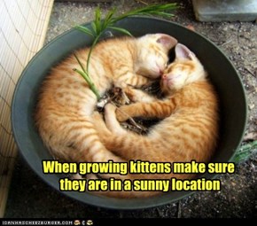 When growing kittens make sure  they are in a sunny location