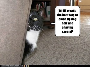 Oh Hi, what's the best way to clean up dog hair and shaving cream?