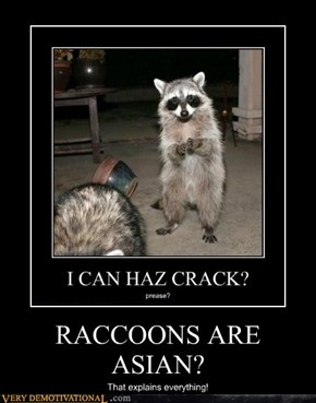 RACCOONS ARE ASIAN?