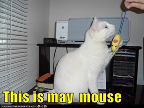This is may  mouse