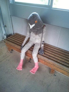 Pigeon Man